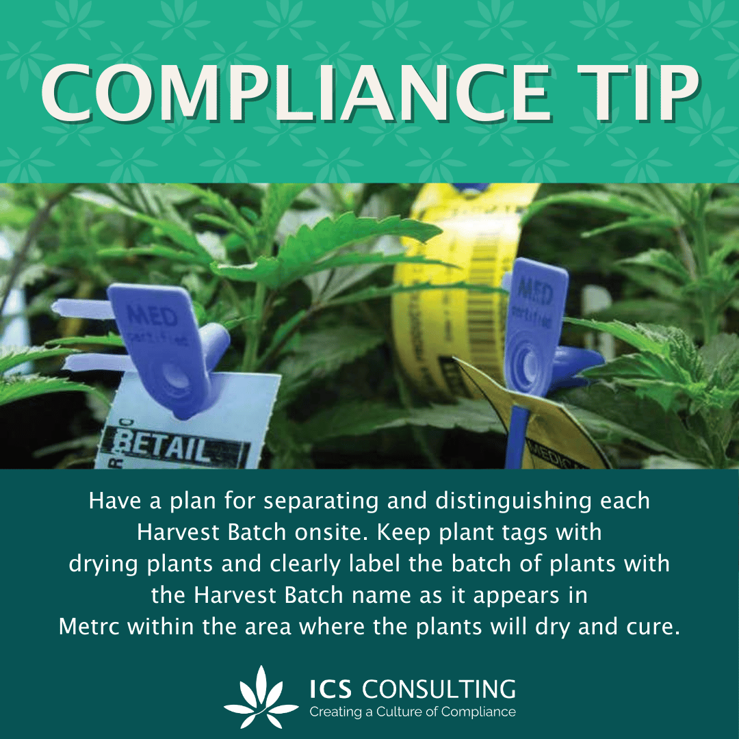 Image of compliance tip for harvesting plants, featuring labeled plant tags in a cultivation setting. Includes instructions on separating and labeling harvest batches for compliance with Metrc standards. Logo of ICS Consulting at the bottom.